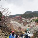 숲향여행사