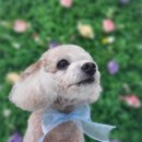 아토 강아지 미용실 이미지