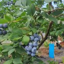 진기농장 이미지