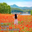 입석리 농로 15 | 임실 가볼만한 곳 샤스타데이지 양귀비 명소 옥정호 요산공원 실시간 개화 상태(26.05.18)