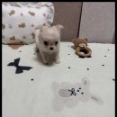 멍앤냥 강아지고양이 안양점 이미지