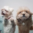 송도멍멍이발소 이미지