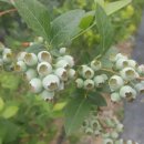 이병일농장 이미지