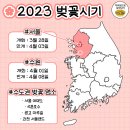 벚꽃 개화시기 2023년 - 지역별 총정리 벚꽃 개화 &amp; 만개 시기 이미지