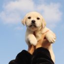 내 품안의 반려견 이미지