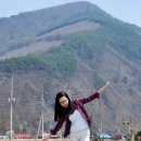 정선양떼목장 이미지