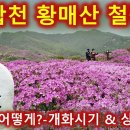 올해 합천 황매산 철쭉 등산은 언제? 어디로 가야할까요?/모산재-할미산성-누룩덤코스 산행 영상 보고가시면 헷갈리지 않아요/개화실시간/1 이미지