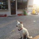 하슬라주유소 티스토리
