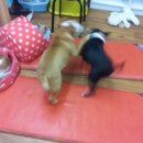 순돌뭐하니 이미지