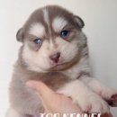 하나켄넬 이미지