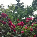 아씨다방 이미지