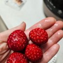 농업회사법인 (주)에스피 이미지