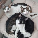 도담도담동물병원 | 광주도담도담동물병원 후기 &amp; 고양이 방광결석 수술 비용