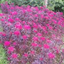 에덴파크 이미지