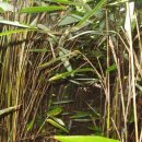 작은산대 이미지