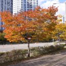 넙뒤공원 앞 이미지