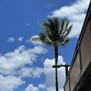 하와이여성전용사우나 | [하와이 DAY1] HNL공항, 하와이 버스, 호놀룰루 미술관, 샹그리 라, 서프잭 호텔, Dukes Lane Market...