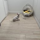 소원장 | 고양이 알러지로 천식환자가 된 집사가 네마리 반려묘와 함께 사는 방법/ 4단계 알러지/ 알레르기...