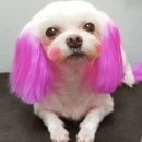 뽀삐미용실 네이버블로그