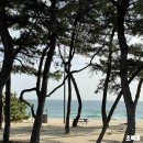 팔송정식당 | 강릉여행 송정해수욕장 강릉뚜벅이여행 추천 강릉데이트코스