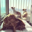 광양동물메디컬센터 이미지