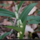 숲의 소리 이미지