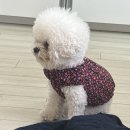 마릴린펫 | 은평구 연신내 애견 미용, 비숑 가위컷 전문 마릴린펫