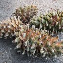 개군초등학교 이미지