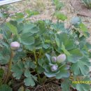 원덕리도 이미지