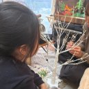 빛-자작나무 | 올겨울 감성 치트키, 셀나비 자작나무 미니트리 솔직 후기