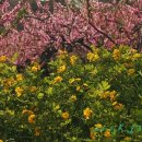 복사꽃향기 이미지