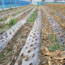 골말농장 이미지