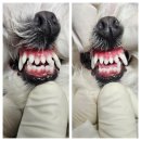 김s 동물병원 | 【김s동물병원】강아지 무마취스케일링/ 말티즈 무마취스케일링