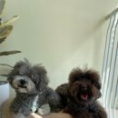 송단이네 반려견미용실 이미지