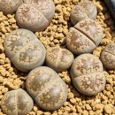 할리농장 이미지