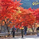 드디어 비밀의 숲이 열린다… 58년 만에 공개되는 27만 평 수목원 이미지