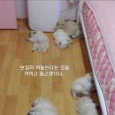 다 Daum카페