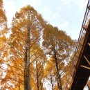 장태산 자연 휴양림 이미지