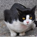 네로는 검은고양이 이미지