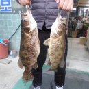 48cm. 42cm. 와 삼짜초. 이짜후반 마릿수 이미지