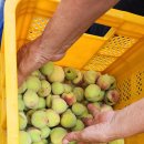 권대섭농장 이미지