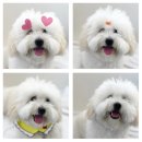 견생유치원 이미지