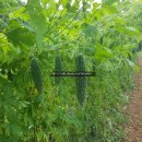 여주-0087 Daum카페