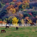 고봉목장 이미지