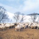 백산목장 이미지