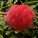 서울 강서구 서울식물원 (2025.11.29) 이미지