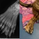 데려가시개 이미지