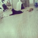 엔젤독스애견 이미지