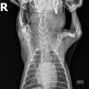 아프리카 동물의료센터 이미지