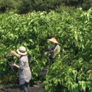 박종진 농장 이미지